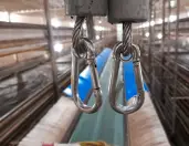 Mushroom harvesting equipment Dutch farmer