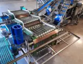 Mushroom harvesting equipment Dutch farmer